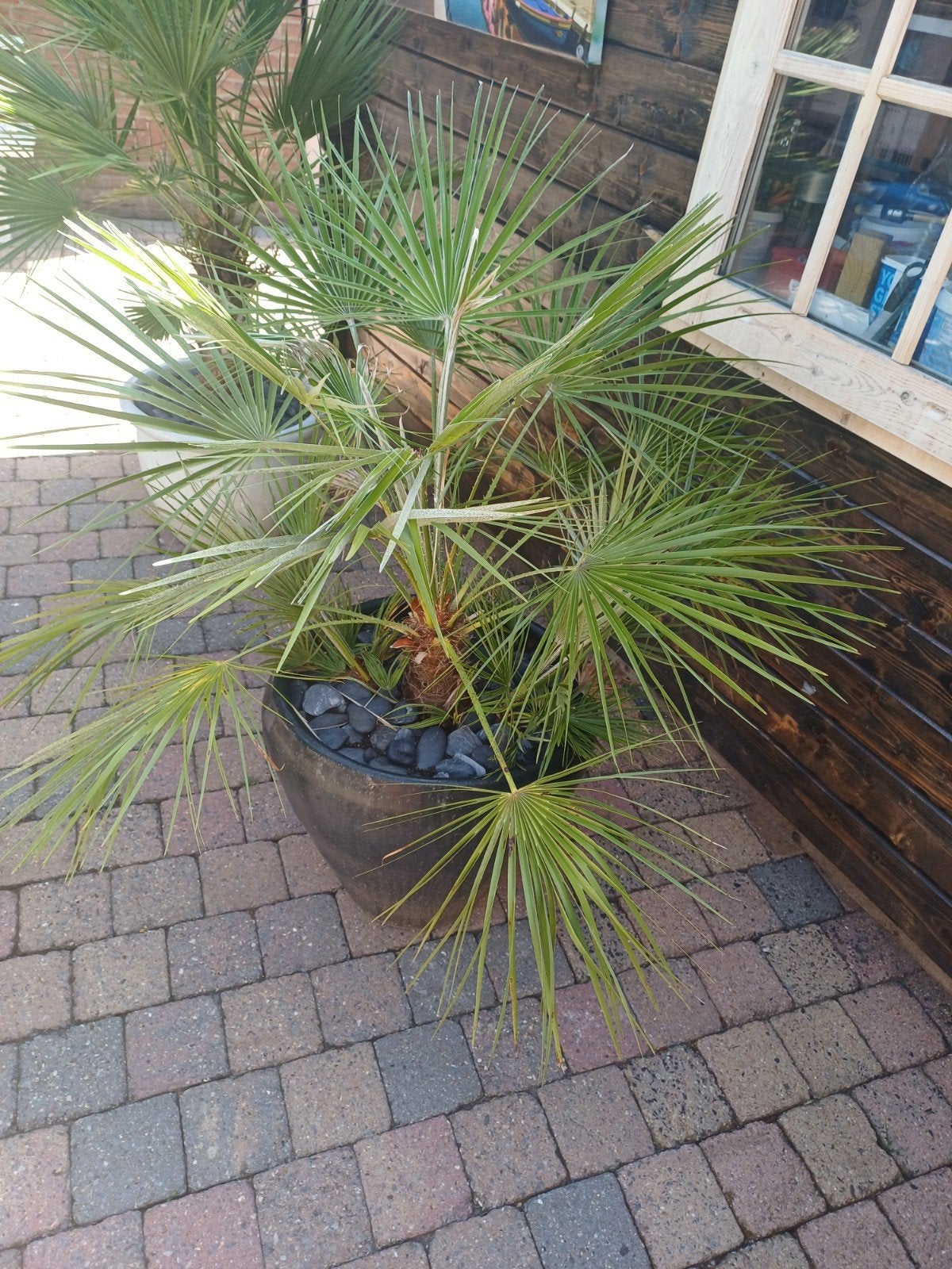 Trachycarpus Fortunei - 1.20m hoog met zwarte pot, Ophalen of Verzenden