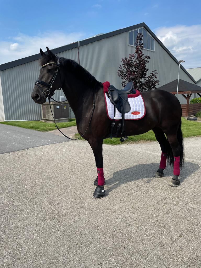Bijrijder gezocht voor grote lieve fries, Verzorging of Verzorgpony's