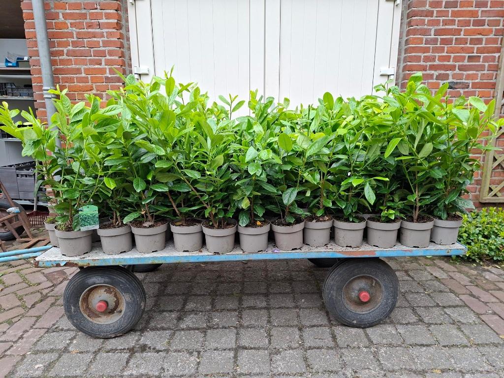 Mooie Laurier, Prunus 'Novita' ideale haagplant!, Tuin en Terras, Planten | Struiken en Hagen, Ophalen, Laurier, 100 tot 250 cm