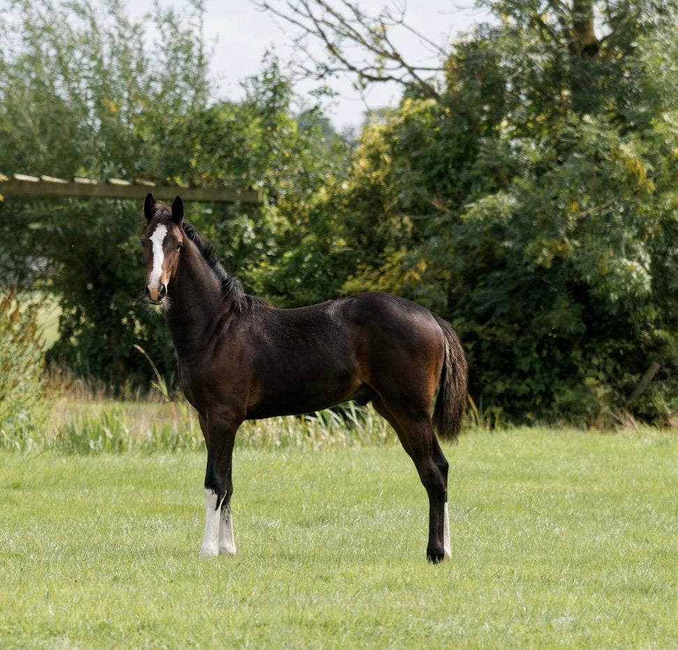 Veelbelovend springgefokt hengstveulen, Dieren en Toebehoren, Paarden, Springpaard, Met stamboom, Niet van toepassing, 0 tot 2 jaar