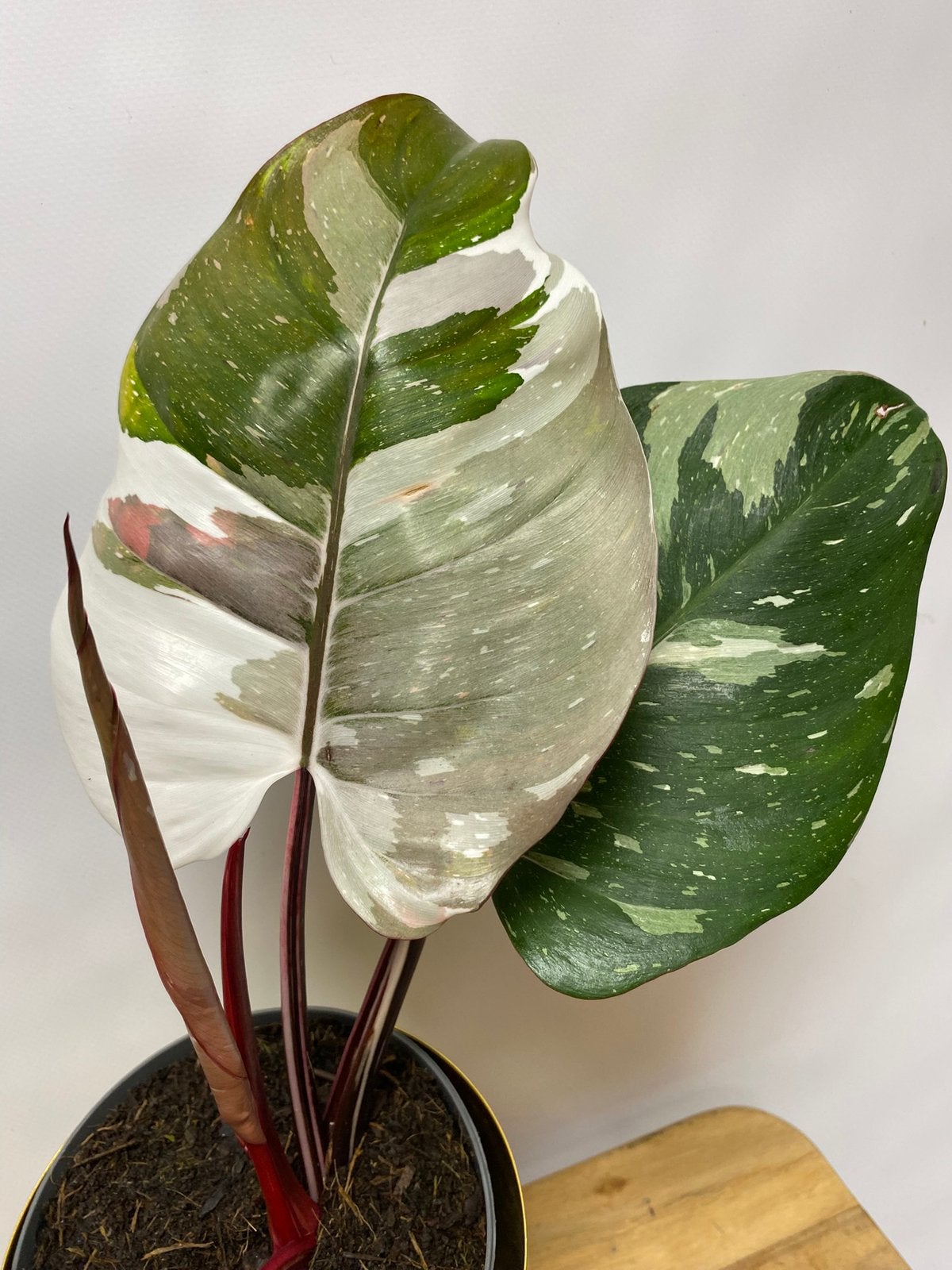 Philodendron Red Anderson, Huis en Inrichting, Ophalen of Verzenden, Halfschaduw, Minder dan 100 cm