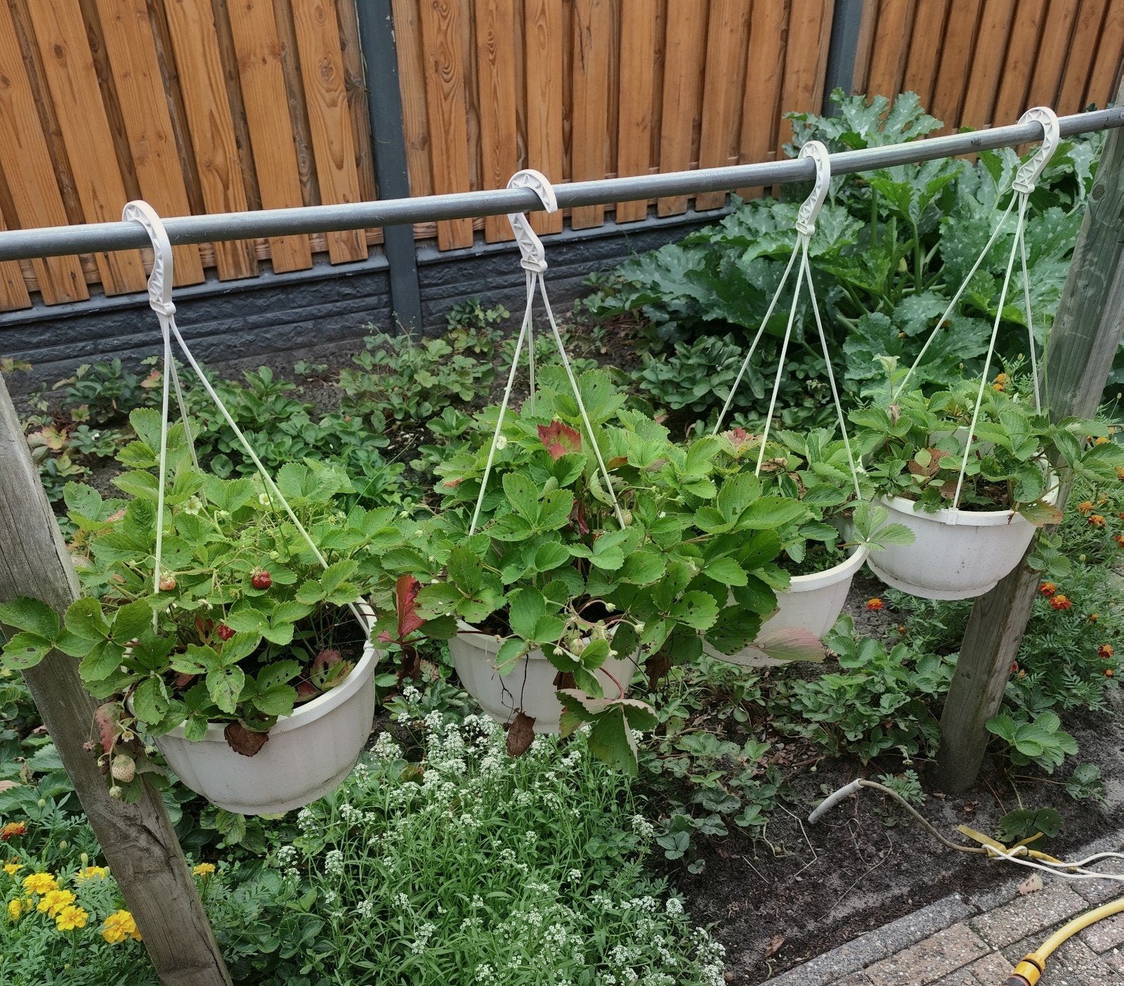 Set van 4 hangende bloempotten met aardbeienplanten, Ophalen, Kunststof, Gebruikt, Minder dan 60 cm