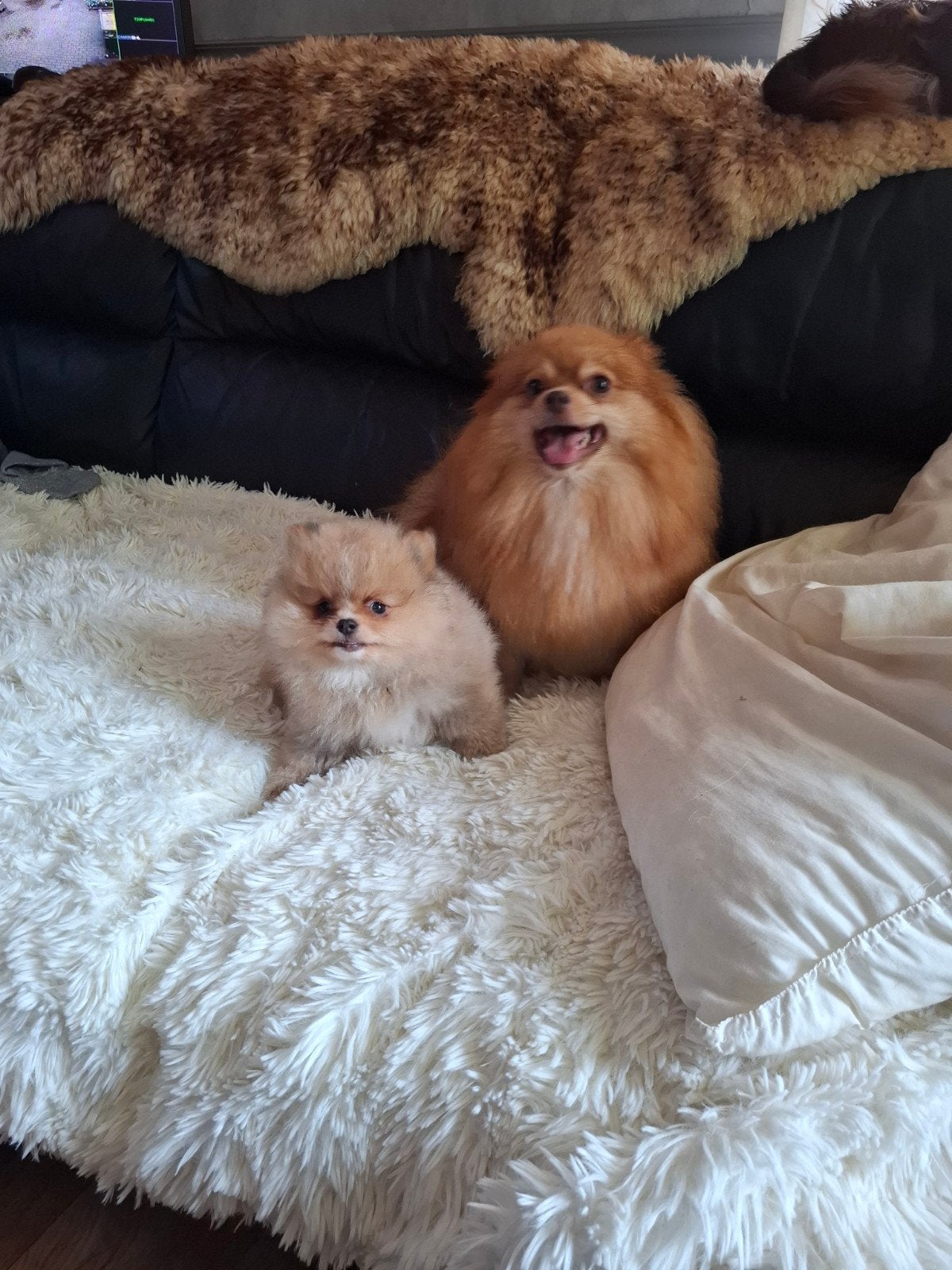nestje zeer mooie pomeriaan pups, Overige rassen, Meerdere, Meerdere dieren, Nederland
