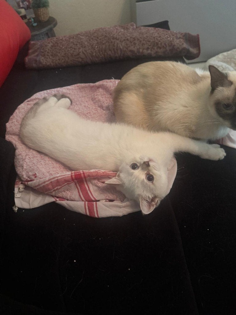 super lieve british shorthair kitten (britse korthaar), Poes, 0 tot 2 jaar