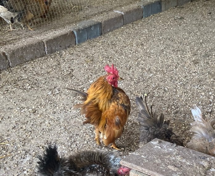 Serama haan, Dieren en Toebehoren, Mannelijk, Kip
