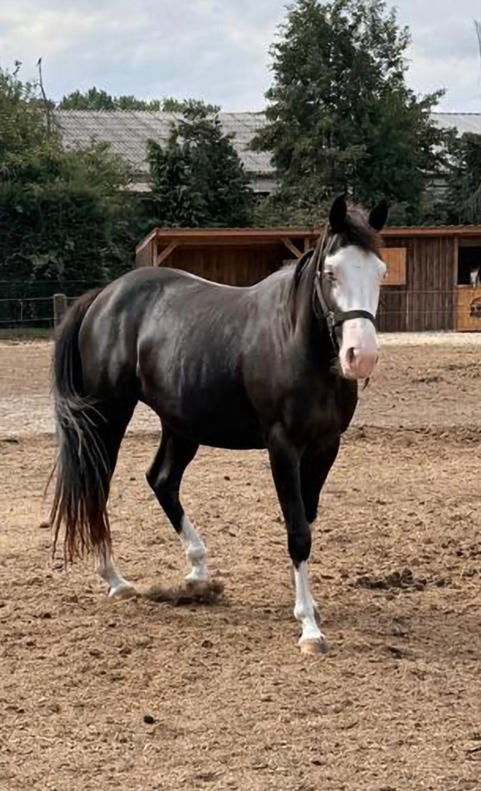 2 prachtige merrie's paint apha, Dieren en Toebehoren, Merrie, Minder dan 160 cm, Recreatiepaard