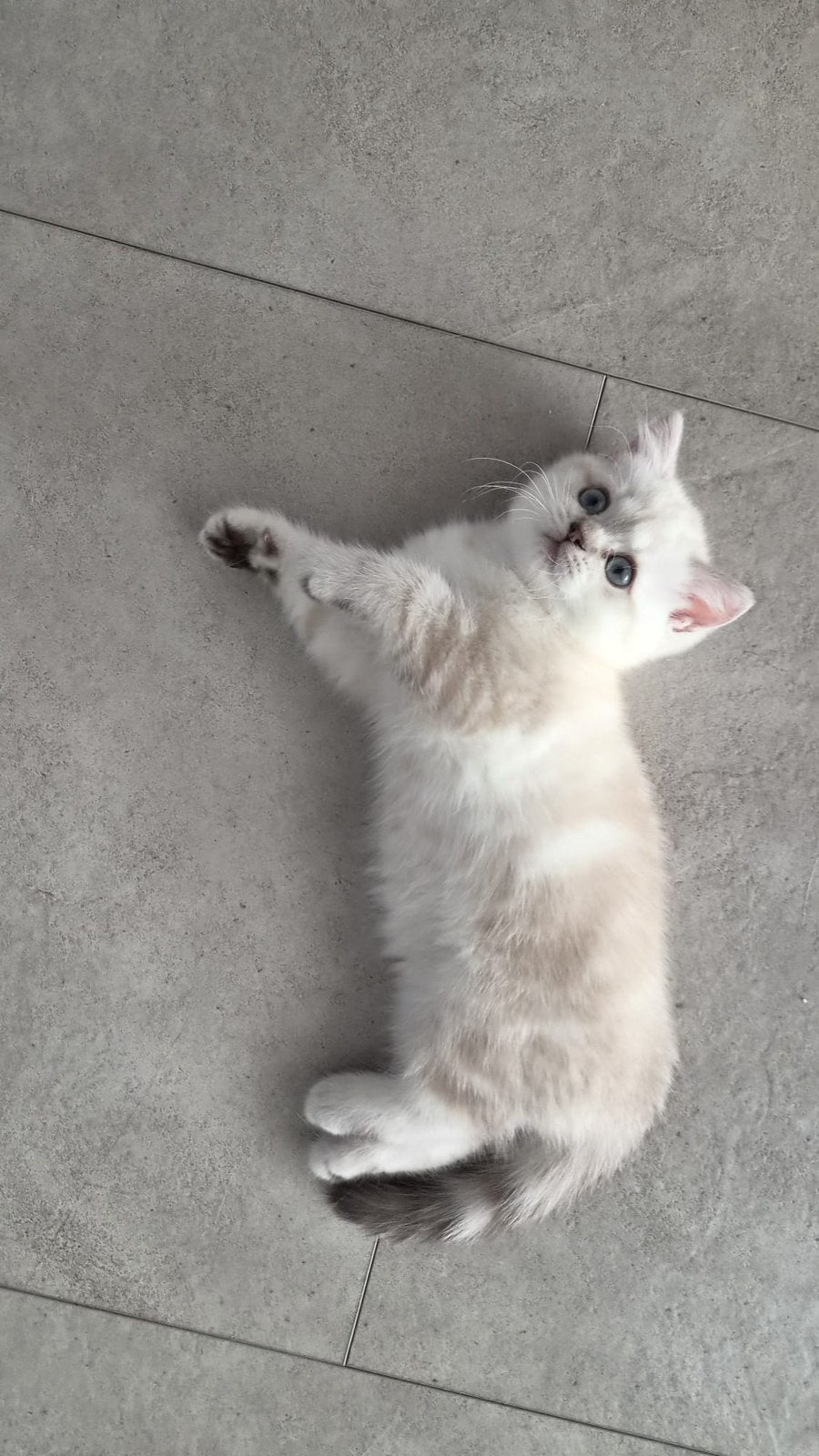 britse korthaar kittens zoeken een nieuwe thuis, Poes, Ingeënt, 0 tot 2 jaar