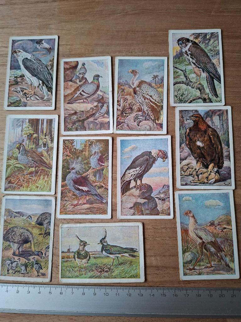 Oude plaatjes Vogelalbum het klaverblad, Ophalen of Verzenden, Zo goed als nieuw, Meerdere plaatjes