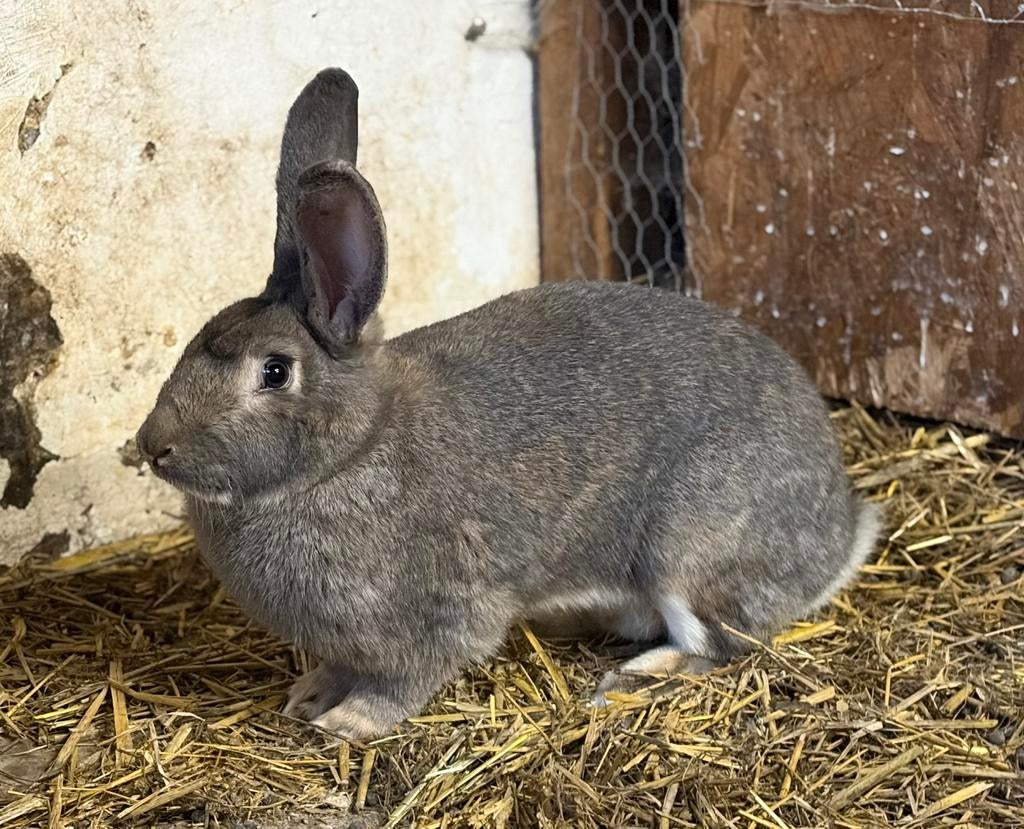 Vlaamse reus voedster, Dieren en Toebehoren, Vrouwelijk, Groot, 0 tot 2 jaar