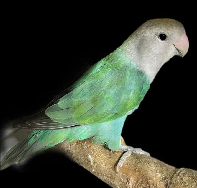 Agapornis Roseicollis 2025 Eigen kweek, Dieren en Toebehoren, Geslacht onbekend, Dwergpapegaai of Agapornis, Geringd
