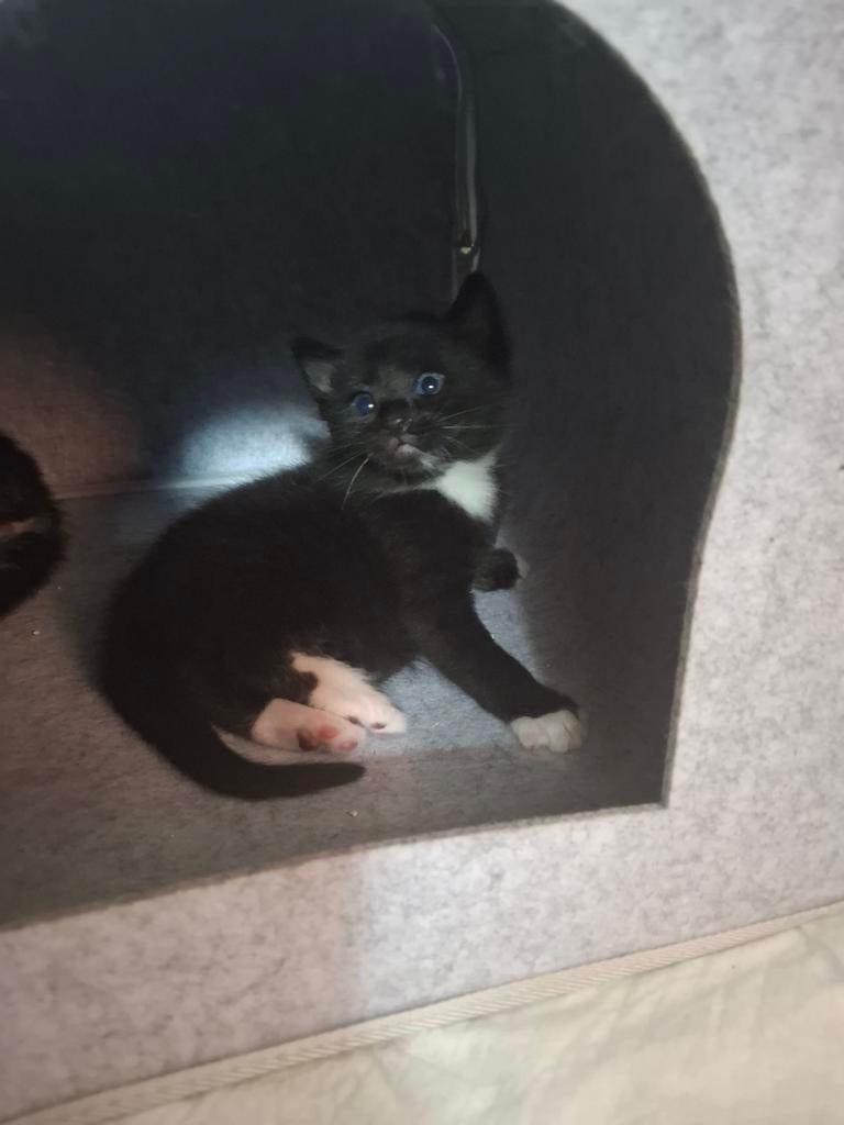 Prachtige kittens   ze mag nu naar nieuwe huis😁, Dieren en Toebehoren, Katten en Kittens | Overige Katten, Meerdere dieren, Kortharig