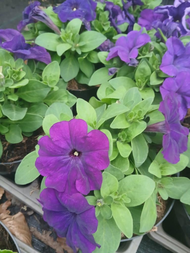 Grote Petunia Planten - Diverse Kleuren, Tuin en Terras, Planten | Tuinplanten, Volle zon, Eenjarig, Zomer, Ophalen