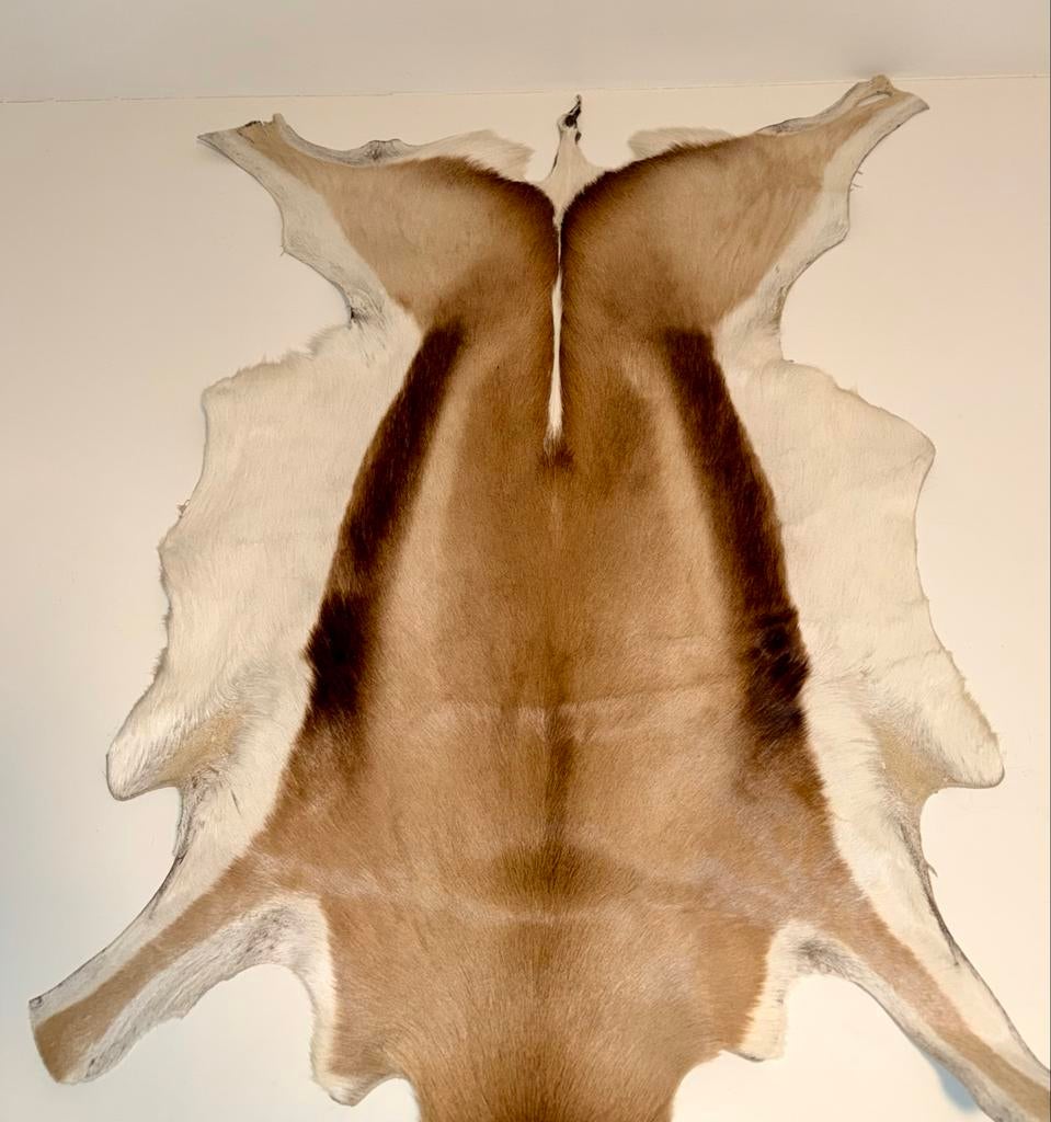 Prachtige Springbok Huid - Zeer Goede Staat (ca. 90 cm), Ophalen, Zo goed als nieuw
