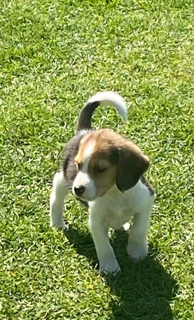 Zeer speciale BEAGLE x KOOIKER pups, Parvo, Nederland, 8 tot 15 weken, Meerdere