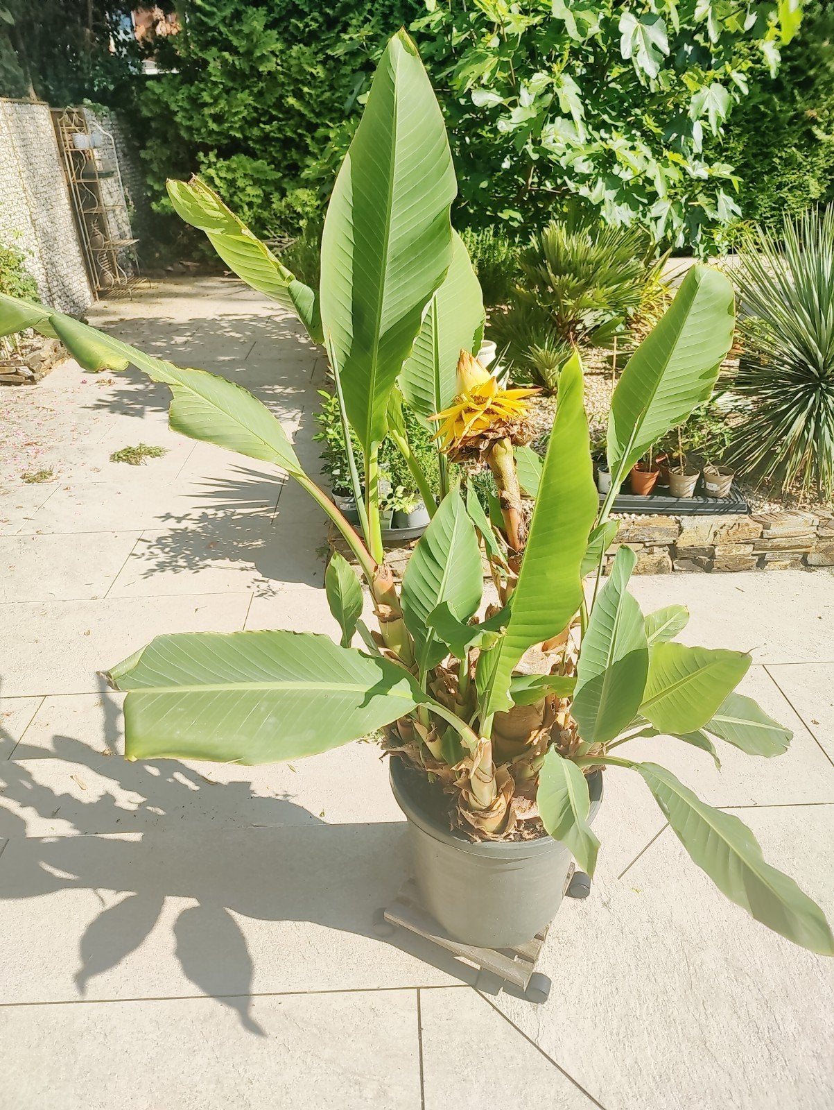 Musa ( bananen plant), Tuin en Terras, Ophalen, Lente, Overige soorten, Volle zon