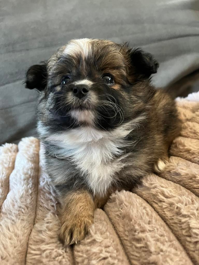 🐶 Schattige Maltipoo x Pomeriaan pups  🐾, Parvo, Overige rassen, 8 tot 15 weken, Meerdere