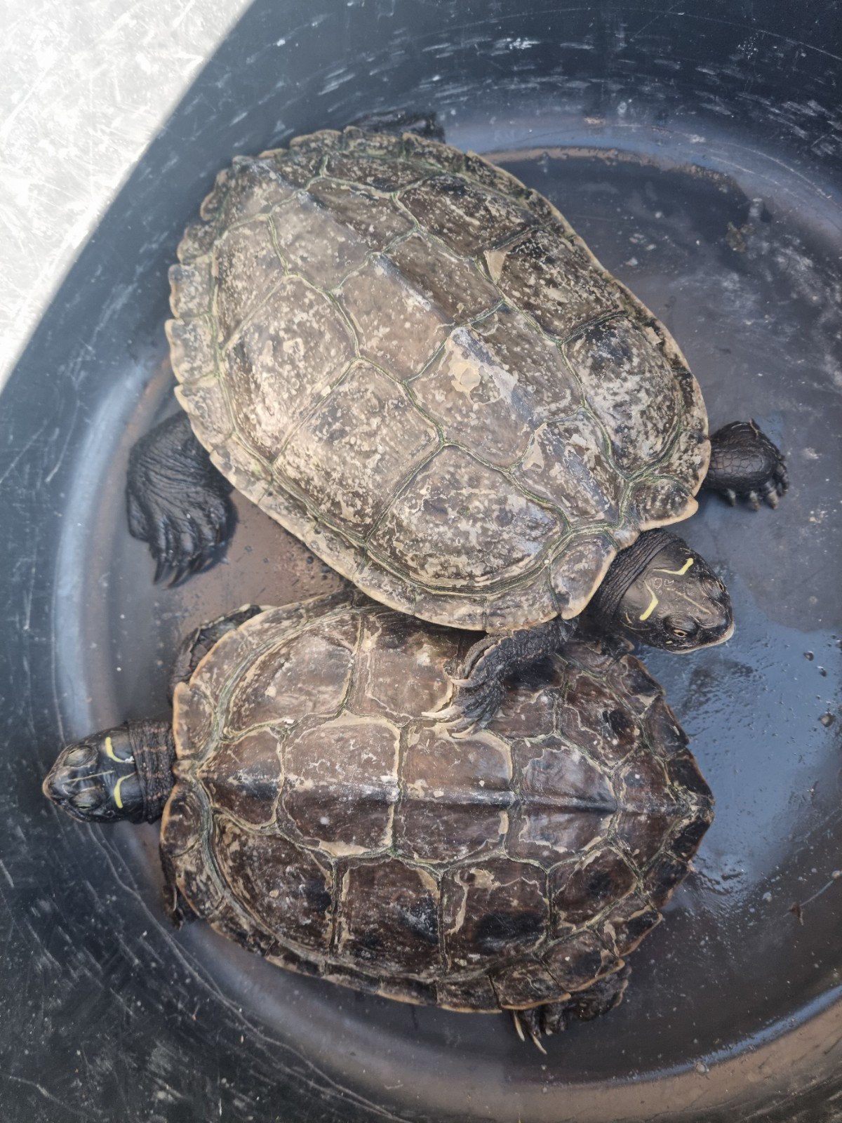 2 volwassen 20cm! Zaagrugschildpadden water schildpadden, Dieren en Toebehoren, Reptielen en Amfibieën, Schildpad, 11 jaar of ouder