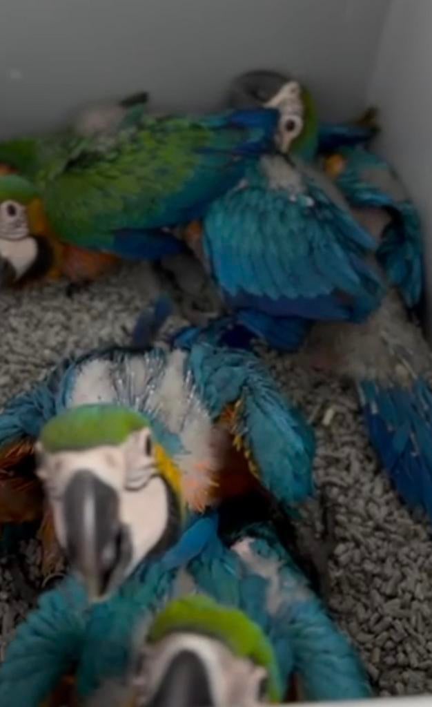 Baby aras, Dieren en Toebehoren, Vogels | Parkieten en Papegaaien, Meerdere dieren, Parkiet