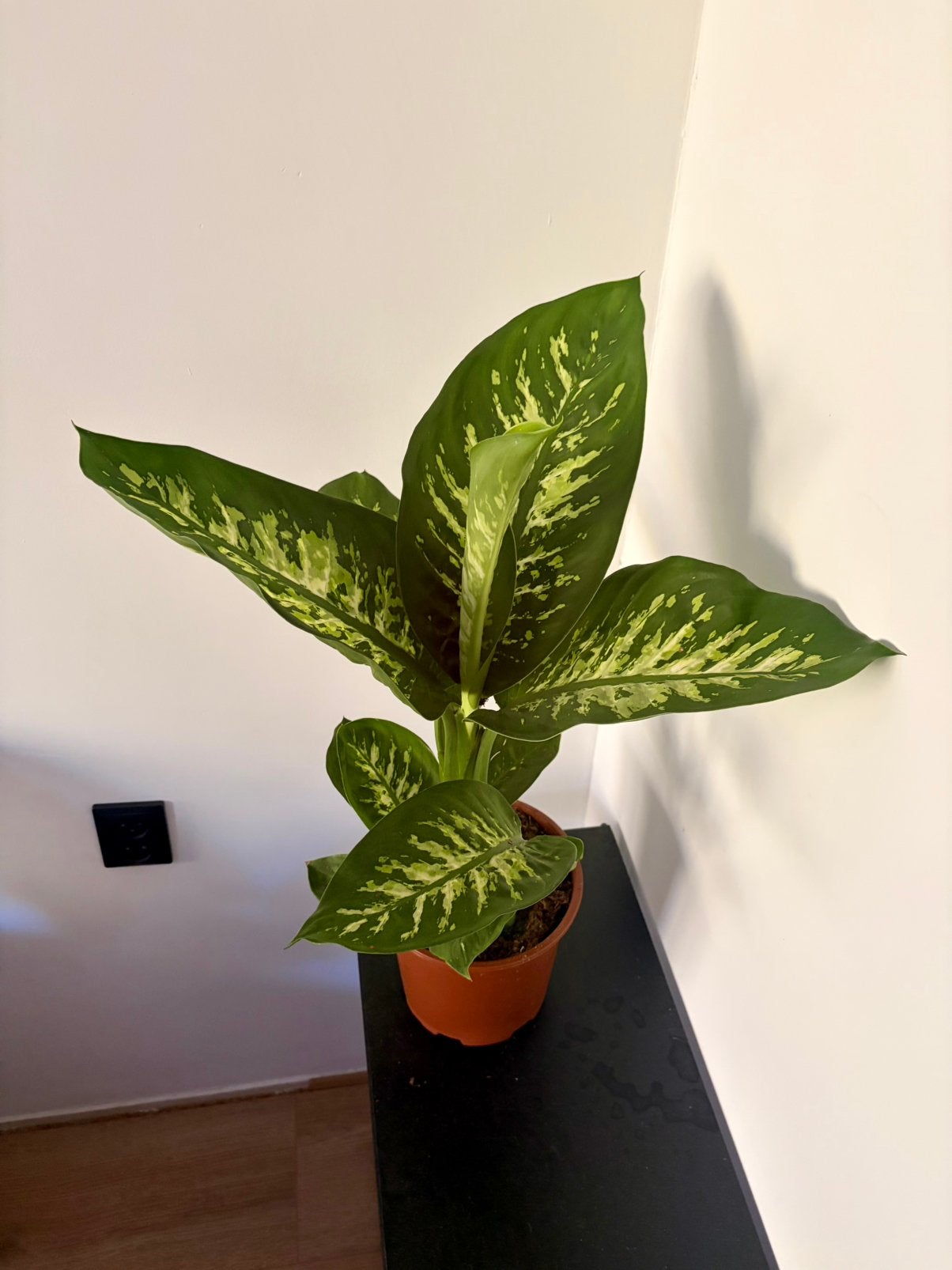 Dieffenbachia kamerplant, Ophalen of Verzenden, Halfschaduw, Minder dan 100 cm
