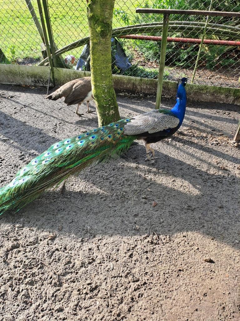 Broedeieren blauwe pauw verzenden €10, Dieren en Toebehoren, Geslacht onbekend, Overige soorten