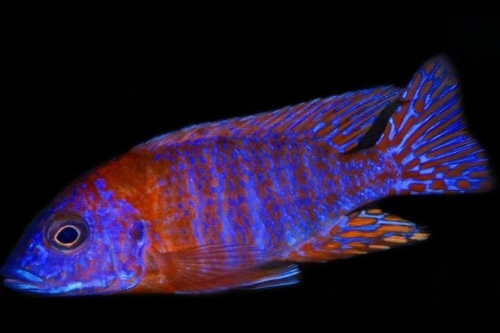Malawi Cichliden: Aulonocara rubescens, Dieren en Toebehoren, Vis, Zoetwatervis