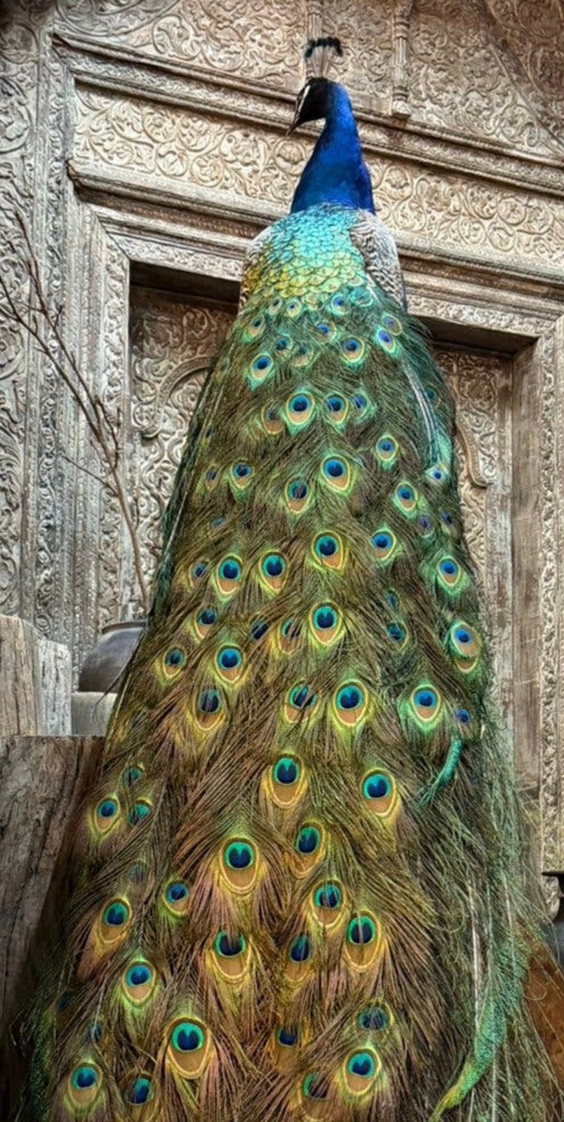 Opgezette pauw  opgezet taxidermie pauwen, Ophalen, Nieuw, Vogel, Opgezet dier