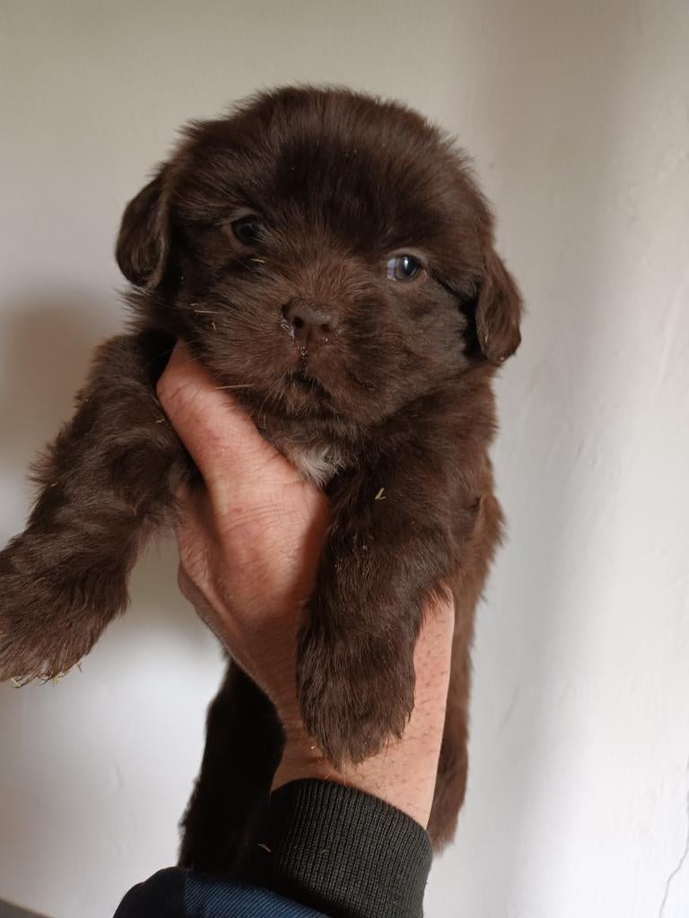 Boomer pups maltezer shih tzu / lhasa apso teckel pekingees, Parvo, Nederland, Overige rassen, 8 tot 15 weken