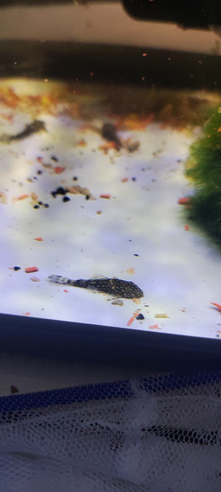 Jonge Ancistrus algeneters  Ruilen of te koop, Vis, Zoetwatervis