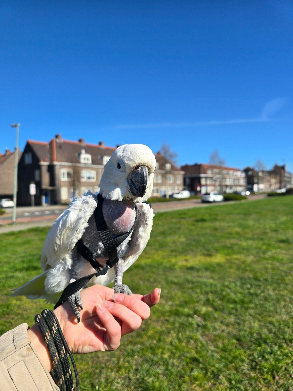 Tamme Kaketoe, Vrouwelijk, Papegaai, Tam