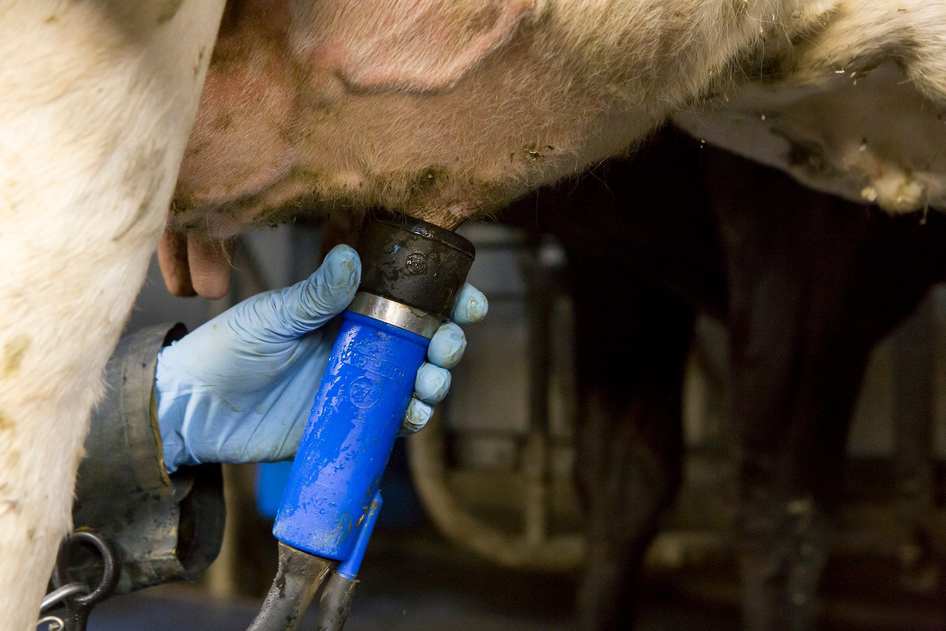 Stageplek, vrijwilligerswerk, allround medewerker, stal m..., Overige uren, MBO, Tijdelijk contract