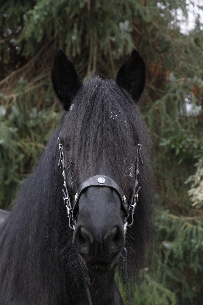 Prachtige merens merrie te koop, Merrie, Minder dan 160 cm, Met stamboom, Niet van toepassing