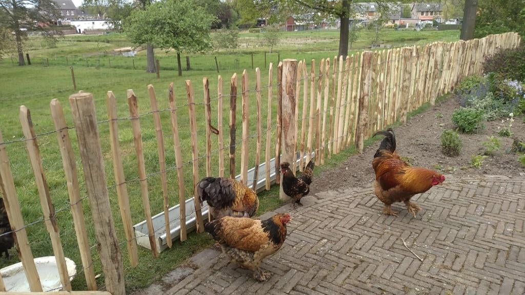 Engels frans Kastanje hekwerk, Ophalen, Nieuw, Hout, Tuinhek