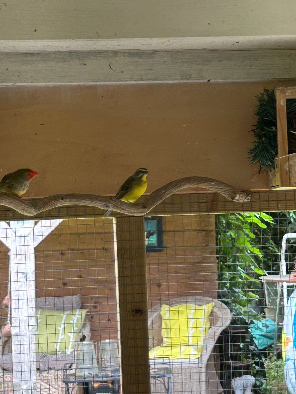 Mozambique sijs pop, Vrouwelijk, Tropenvogel