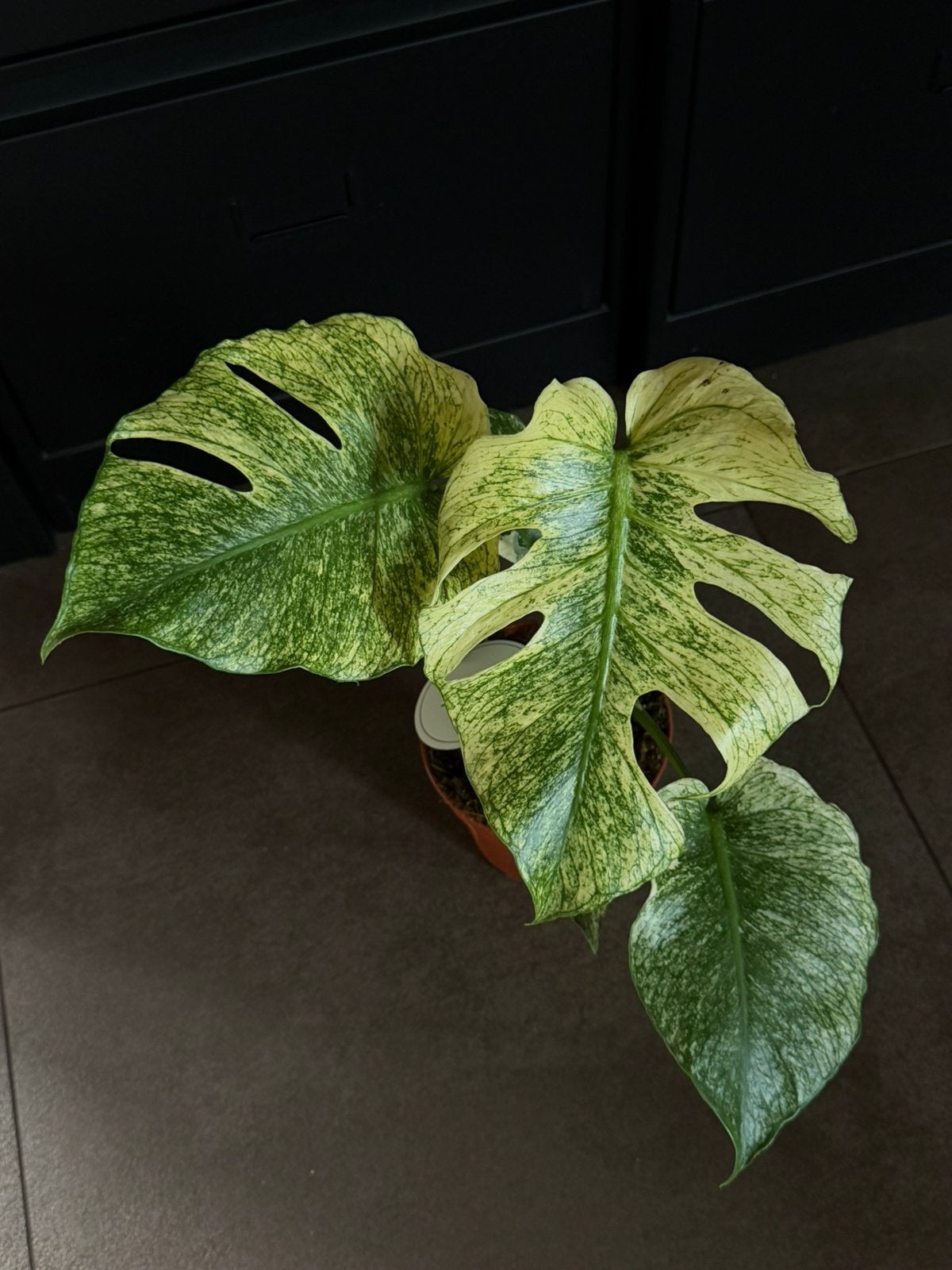 Monstera mint large form, Ophalen of Verzenden, Halfschaduw, Minder dan 100 cm