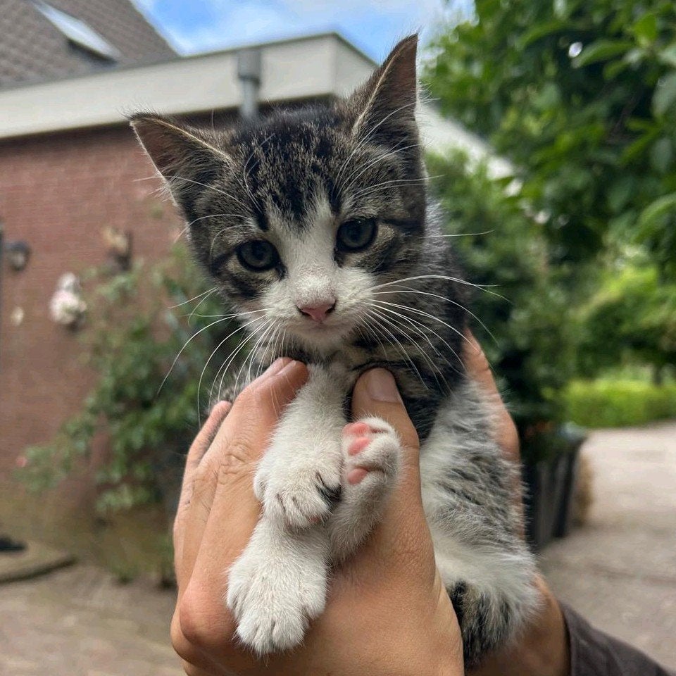 Schattige kittens te koop! Nog 1 beschikbaar!, Poes, Kortharig, 0 tot 2 jaar