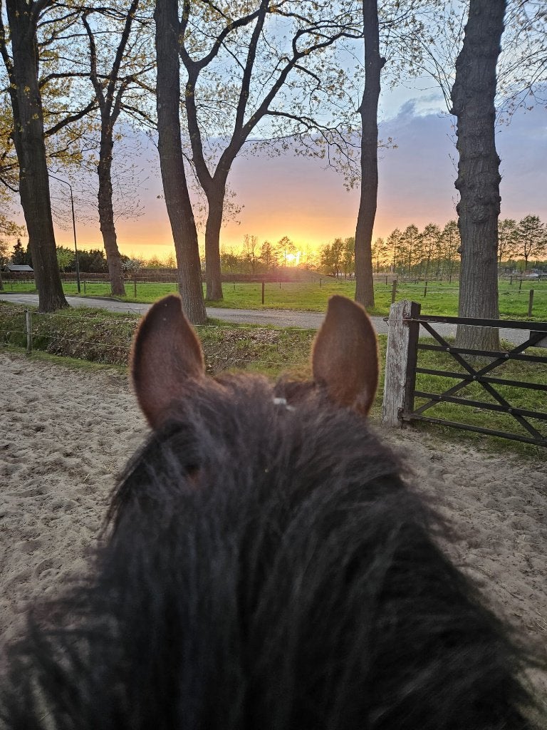 Paardrijlessen & Paardenkennis, Dieren en Toebehoren, Ophalen, Nieuw