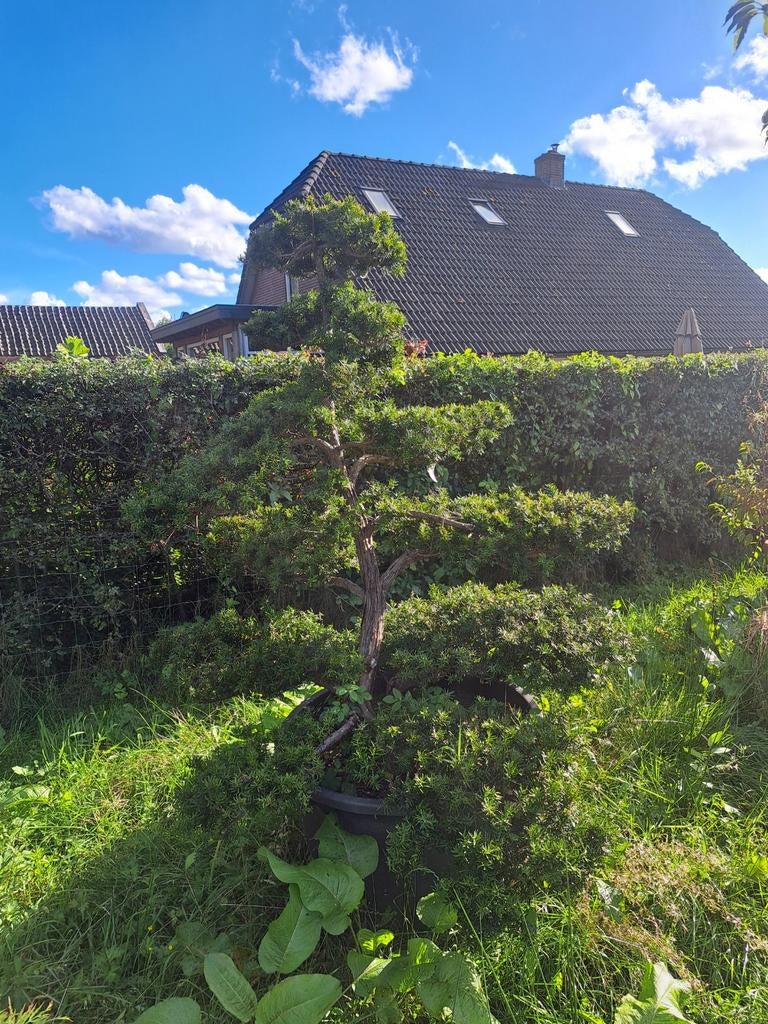 Diverse Niwaki ( tuinbonsai), Ophalen, Bloeit niet, Volle zon, Overige soorten