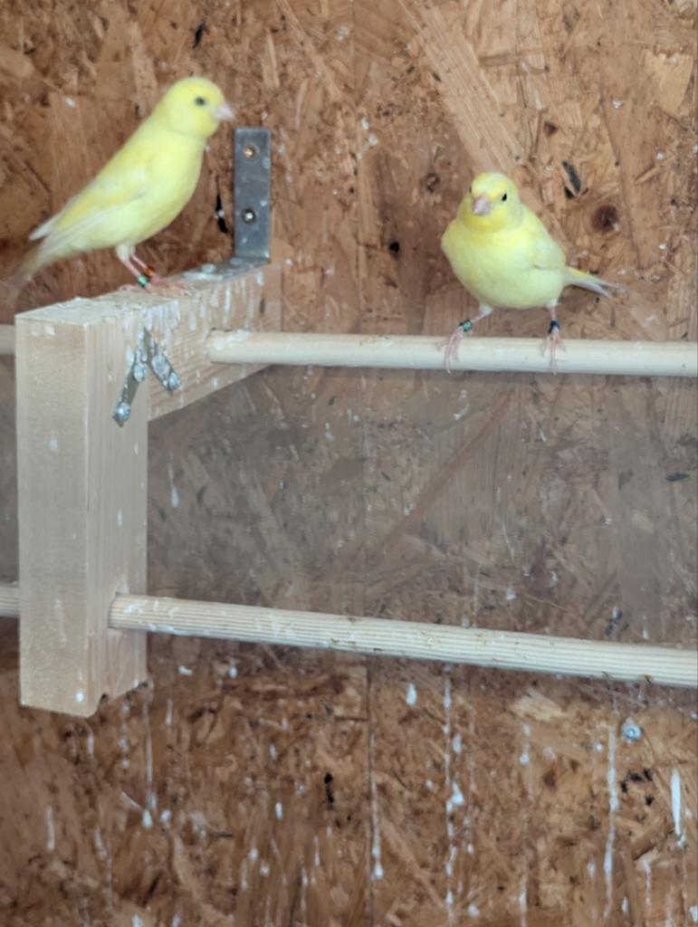 Kanaries geel, Dieren en Toebehoren, Vogels | Kanaries, Kleurkanarie, Meerdere dieren