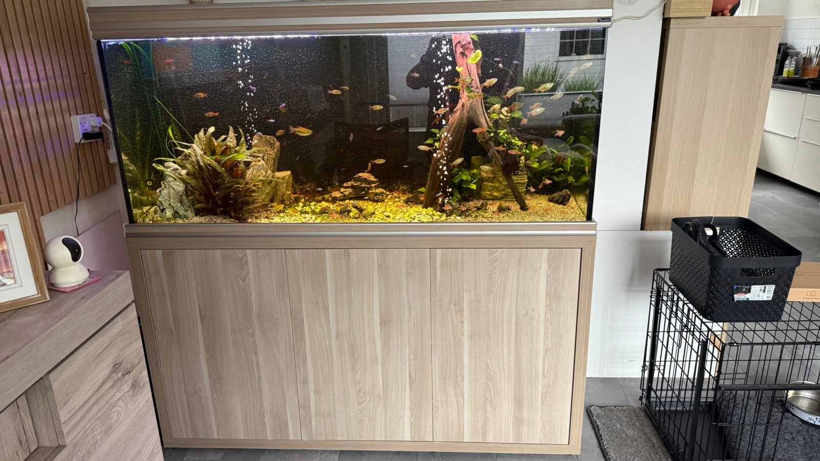 Prachtig Aqualantis Splendid Aquarium Compleet te koop, Ophalen, Aquatlantis, Inclusief vissen, Gevuld zoetwateraquarium