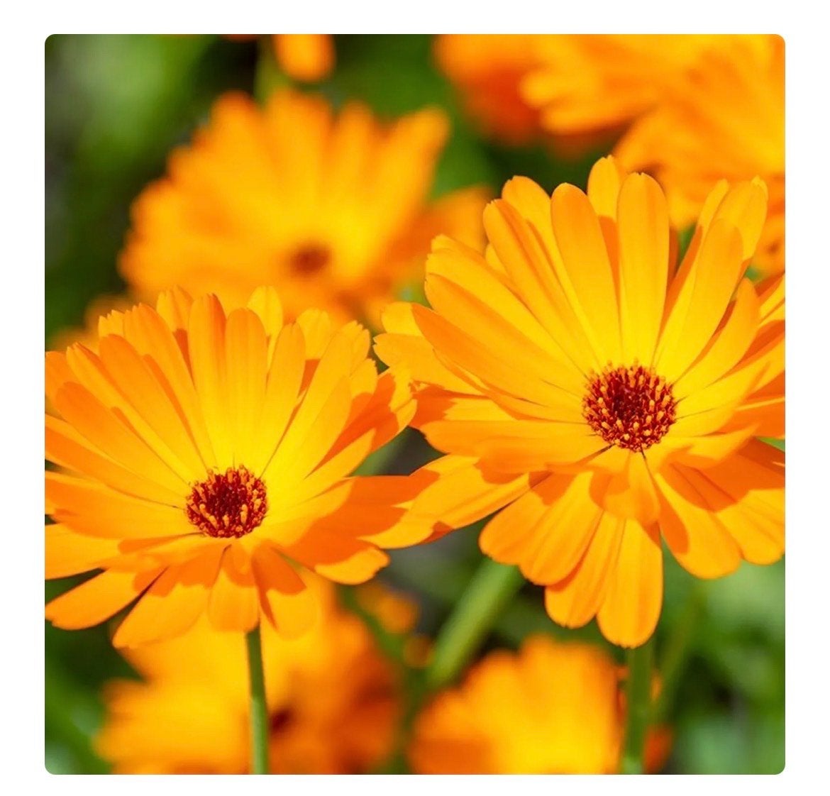 Goudsbloemen/Calendula gezocht voor zalf (omgeving Hellendoo, Ophalen, Volle zon, Eenjarig, Kruiden