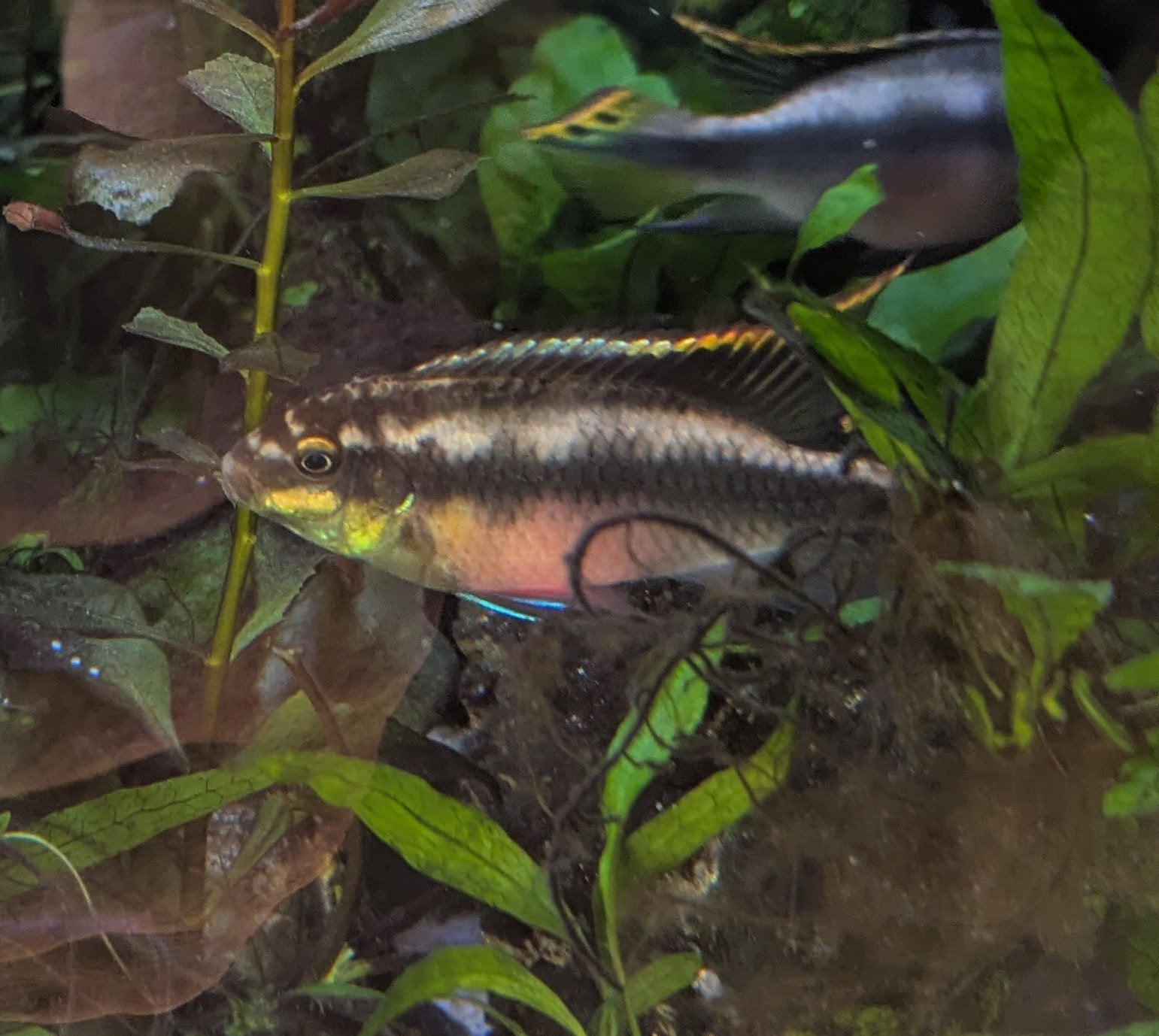 Gratis jonge Kersenbuik Cichliden, Dieren en Toebehoren, Vissen | Aquariumvissen, Zoetwatervis, Vis