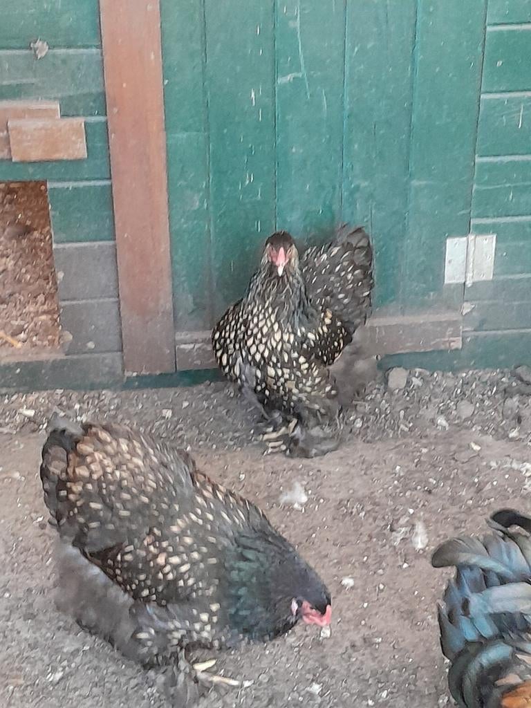 Brahma, Dieren en Toebehoren, Pluimvee, Meerdere dieren, Kip