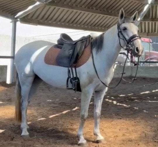 Lieve mensgerichte merrie zoekt goed tehuis., Dieren en Toebehoren, Paarden, Merrie, Minder dan 160 cm, Gechipt, 3 tot 6 jaar