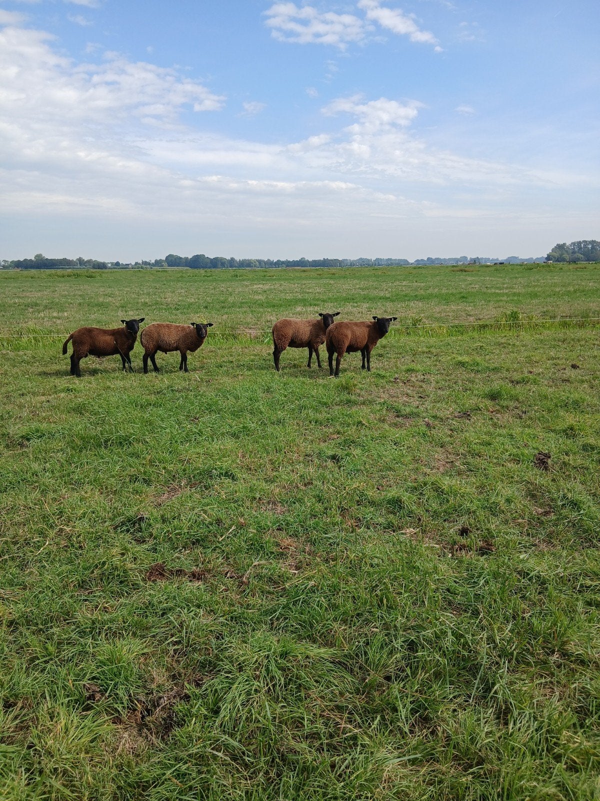 Koppel luxe lammeren, Meerdere dieren, Schaap