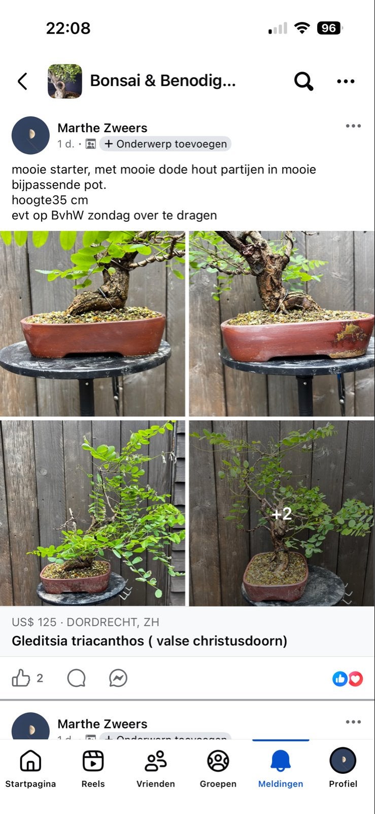 Gleditsia Triacanthos Bonsai - Starter met Dood Hout, Volle zon, Vaste plant, Bloeit niet, Ophalen