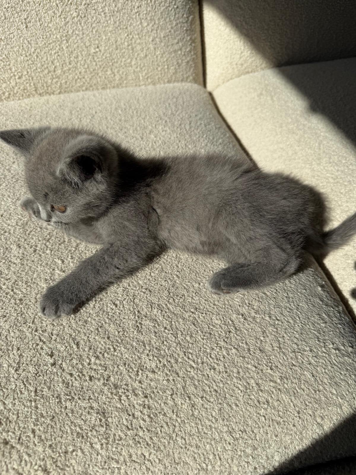 Britse korthaar, Kater, Ontwormd, 0 tot 2 jaar