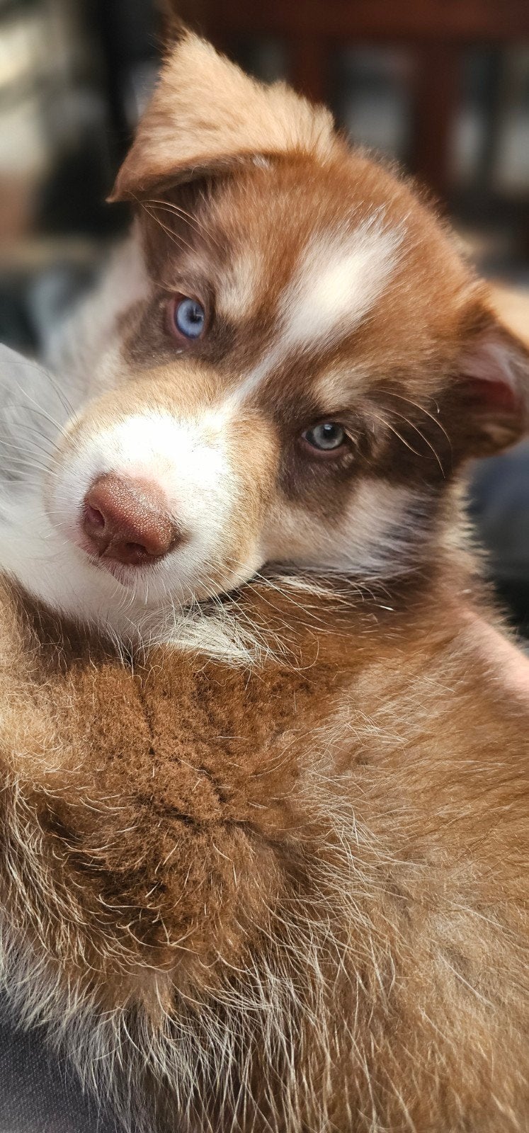 Nog 3 pups beschikbaar Australian sherperd x husky pups, Dieren en Toebehoren, Parvo, Overige rassen, 8 tot 15 weken, Meerdere