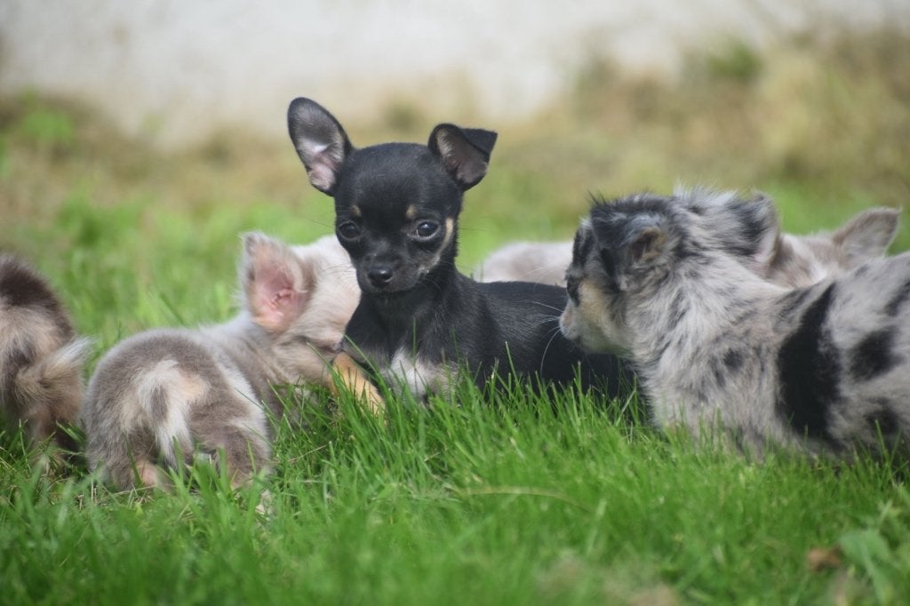 Chihuahua pups klein blijvend, 15 weken tot 1 jaar, Buitenland, Meerdere, Meerdere dieren