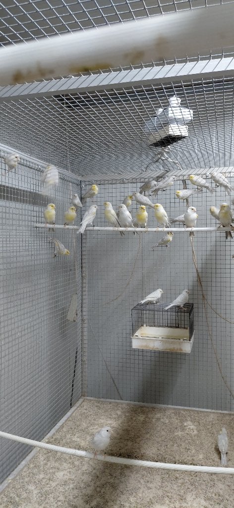 agaat opaal geel mozaïek kanarie koppel., Meerdere dieren, Kleurkanarie