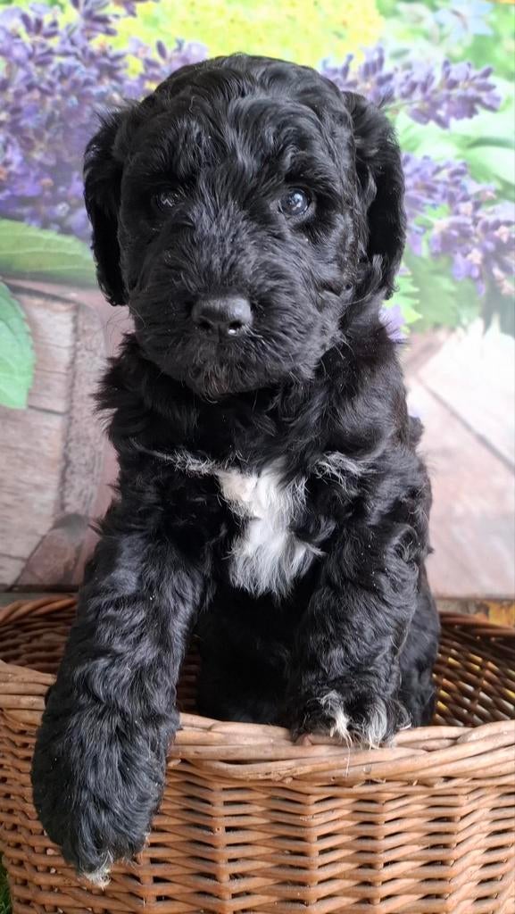 Labradoodle pupjes, medium maat. Super gezond❤️, Parvo, Overige rassen, 8 tot 15 weken, Meerdere